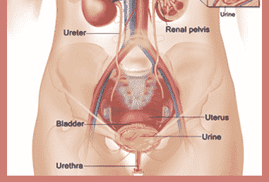 Urological Diseases